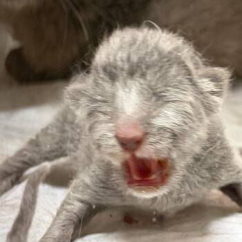 Domestic Short Hair Cats Available for Adoption in Yuma, Arizona - Flute | PetCurious