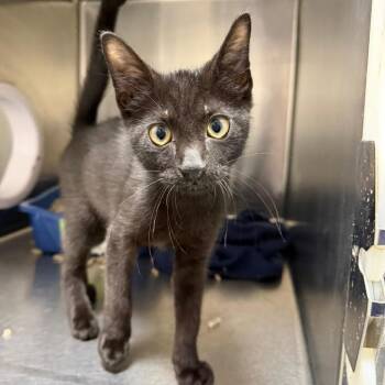 EJ -  Domestic Short Hair Cat for Adoption in Gainesville, Florida - EJ | PetCurious