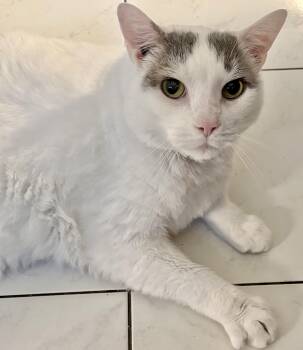 Domestic Short Hair Cats Available for Adoption in Vaughan, Ontario - Luna *diabetic, Special Needs | PetCurious