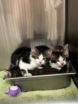 BLT -  Domestic Short Hair Cat for Adoption in Logan, Utah - BLT | PetCurious