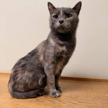 Salad -  Domestic Short Hair Cat for Adoption in Myerstown, Pennsylvania - Salad | PetCurious