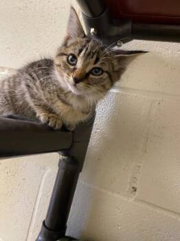 Rescue Domestic Short Hair Cats for Adoption - Lizzie | PetCurious