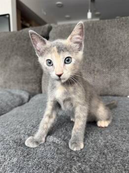 EDA -  Domestic Short Hair Cat for Adoption in Tustin, California - EDA | PetCurious