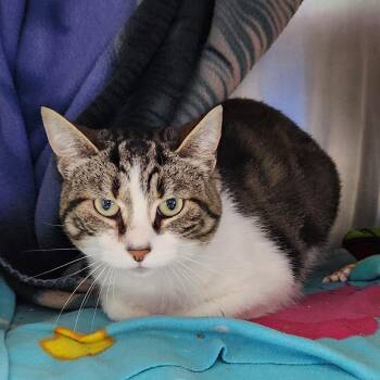 Kiki -  Domestic Short Hair Cat for Adoption in Walker, Michigan - Kiki | PetCurious