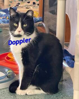 Doppler -  Domestic Short Hair Cat for Adoption in Rochester, New Hampshire - Doppler | PetCurious