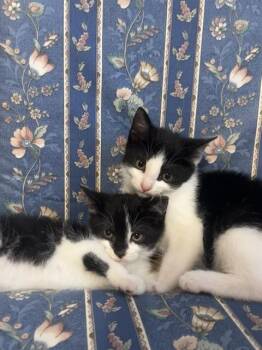 NAVIYA -  Domestic Short Hair Cat for Adoption in Boston, Massachusetts - NAVIYA | PetCurious