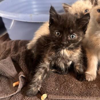 Smear -  Domestic Short Hair Cat for Adoption in Rocky Mount, Virginia - Smear | PetCurious