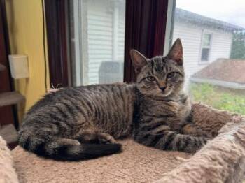 KIWI -  Domestic Short Hair Cat for Adoption in Millerstown, Pennsylvania - KIWI | PetCurious