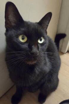 Mariska 1yr AVA 10/8 -  Domestic Short Hair Cat for Adoption in Sterling, Massachusetts - Mariska 1yr AVA 10/8 | PetCurious