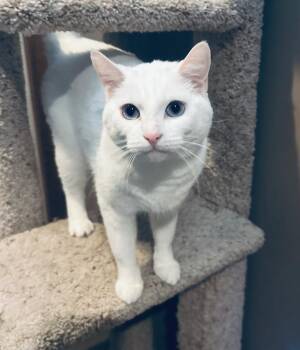 Innes -  Domestic Short Hair Cat for Adoption in Calgary, Alberta - Innes | PetCurious