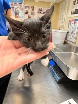 JOSH -  Domestic Short Hair Cat for Adoption in Fort Myers, Florida - JOSH | PetCurious