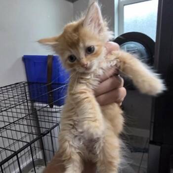 New Baby 3 -  Domestic Medium Hair Cat for Adoption in Maple Falls, Washington - New Baby 3 | PetCurious