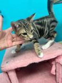 Rescue Domestic Short Hair Cats for Adoption in Chico, California - Wyld | PetCurious