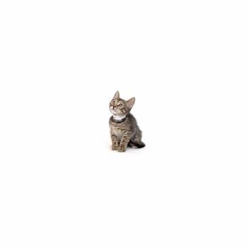 Comet -  Domestic Short Hair Cat for Adoption in Los Angeles, California - Comet | PetCurious