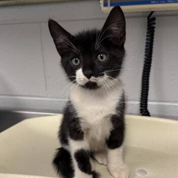 Miny -  Domestic Short Hair Cat for Adoption in Greenville, South Carolina - Miny | PetCurious