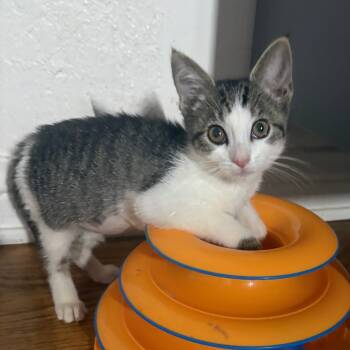 Rescue Domestic Short Hair Cats for Adoption in Los Angeles, California - Sophia | PetCurious