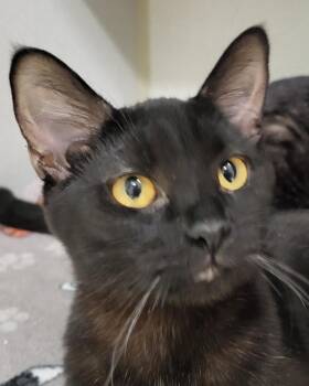 Domestic Short Hair Cats Available for Adoption - Talia | PetCurious