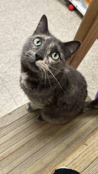 Domestic Short Hair Cats Available for Adoption in White Oak, Pennsylvania - Cleo | PetCurious