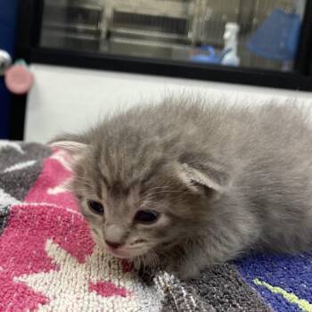Pecan -  Domestic Short Hair Cat for Adoption in Galveston, Texas - Pecan | PetCurious