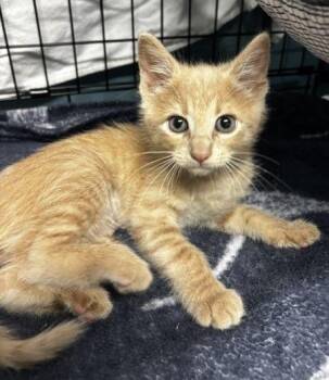 Mia -  Domestic Short Hair Cat for Adoption in Lafayette, Louisiana - Mia | PetCurious