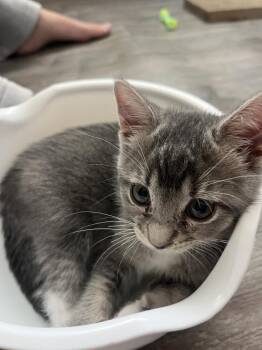 Domestic Short Hair Cats Available for Adoption in Lafayette, Colorado - Stella | PetCurious