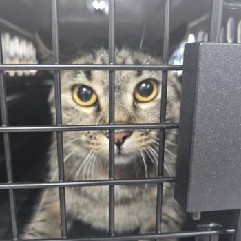 Pixi -  Domestic Short Hair Cat for Adoption in Newark, New Jersey - Pixi | PetCurious