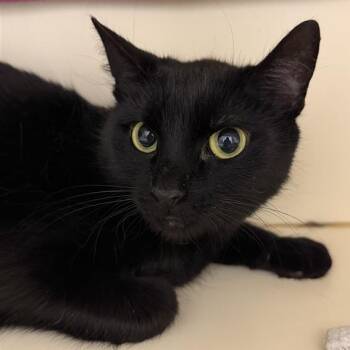 Domestic Short Hair Cats Available for Adoption - Esmerelda | PetCurious