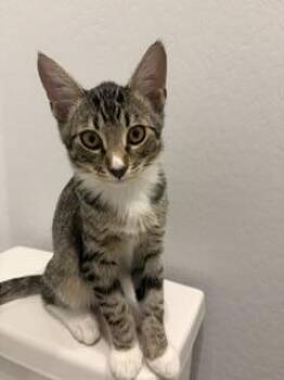 Kevin Impala -  Domestic Short Hair Cat for Adoption in Chandler, Arizona - Kevin Impala | PetCurious