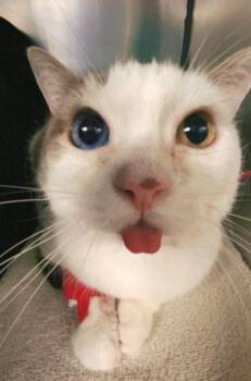 Rescue Domestic Short Hair Cats for Adoption in Tampa, Florida - Mila | PetCurious