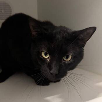 Drizzt -  Domestic Short Hair Cat for Adoption in Dearborn, Michigan - Drizzt | PetCurious