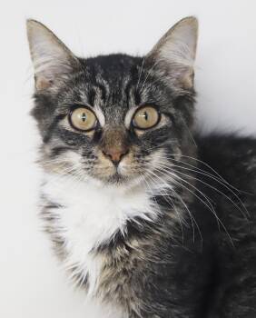 Hello Kitty says hello snuggles hello kisses hello floofy - ABLE -  Maine Coon and Tabby Cat for Adoption in Bedford Hills, New York - Hello Kitty Says Hello Snuggles Hello Kisses Hello Floofy - ABLE | PetCurious