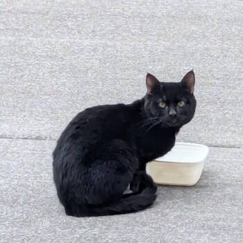 Noland -  Domestic Short Hair Cat for Adoption in Pagosa Springs, Colorado - Noland | PetCurious