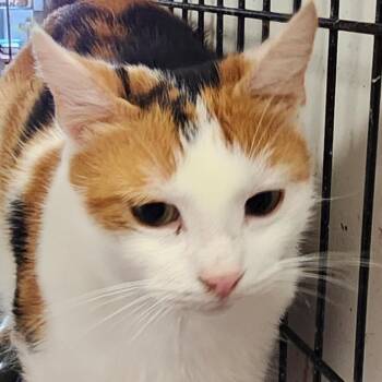 Domestic Short Hair Cats Available for Adoption - Lola C45963 | PetCurious