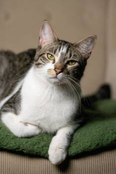 Domestic Short Hair Cats Available for Adoption - Bushwick Bill | PetCurious