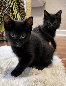 Peri -  Domestic Short Hair Cat for Adoption in Denver, Colorado - Peri | PetCurious