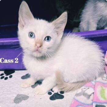 Cass 2 -  Siamese Cat for Adoption in Sullivan, Indiana - Cass 2 | PetCurious