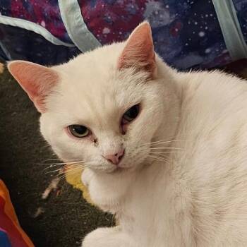 Snowy: Courtesy Post -  Domestic Short Hair Cat for Adoption in New York, New York - Snowy: Courtesy Post | PetCurious