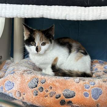 Merida -  Domestic Short Hair Cat for Adoption in Ely, Minnesota - Merida | PetCurious