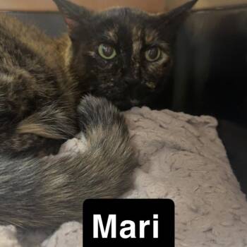 Mari -  Domestic Short Hair Cat for Adoption - Mari | PetCurious