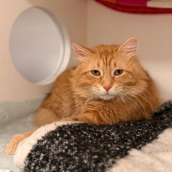 Domestic Medium Hair Cats Available for Adoption - Marmalade | PetCurious