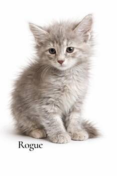 Domestic Long Hair Cats Available for Adoption in Stevensville, Michigan - Rogue | PetCurious