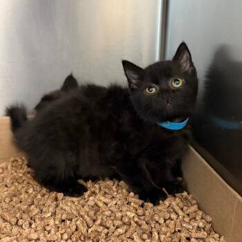 Anne -  Domestic Medium Hair Cat for Adoption in Marshall, Virginia - Anne | PetCurious