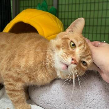 Garfield -  Domestic Short Hair Cat Available for Adoption in Houston, Texas - Garfield | PetCurious