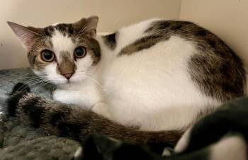 Domestic Short Hair Cats Available for Adoption in Windsor, Connecticut - 117 Melvin | PetCurious