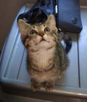Celeste (26-143 C) -  Domestic Short Hair Cat for Adoption in Lansing, Michigan - Celeste (26-143 C) | PetCurious