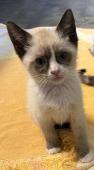 Elvira -  Siamese Cat Available for Adoption in Lancaster, California - Elvira | PetCurious