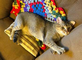 Canyon -  Domestic Short Hair Cat for Adoption in Anchorage, Alaska - Canyon | PetCurious