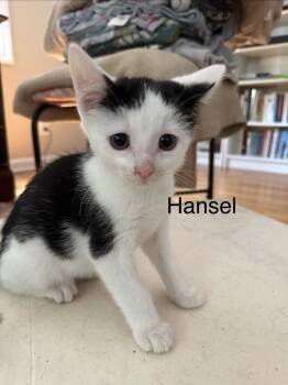 Hansel -  Domestic Short Hair Cat for Adoption in Naugatuck, Connecticut - Hansel | PetCurious