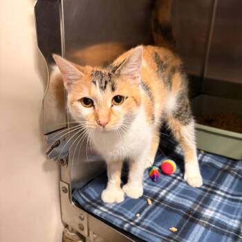 Calypso -  Domestic Short Hair Cat for Adoption in New York, New York - Calypso | PetCurious
