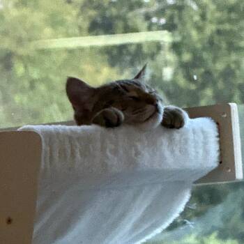 Domestic Short Hair Cats Available for Adoption in Sunnyvale, California - Mingski | PetCurious